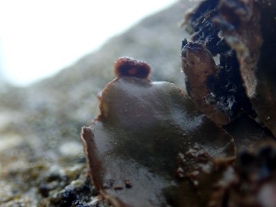 Peltigera neckeri 101145886