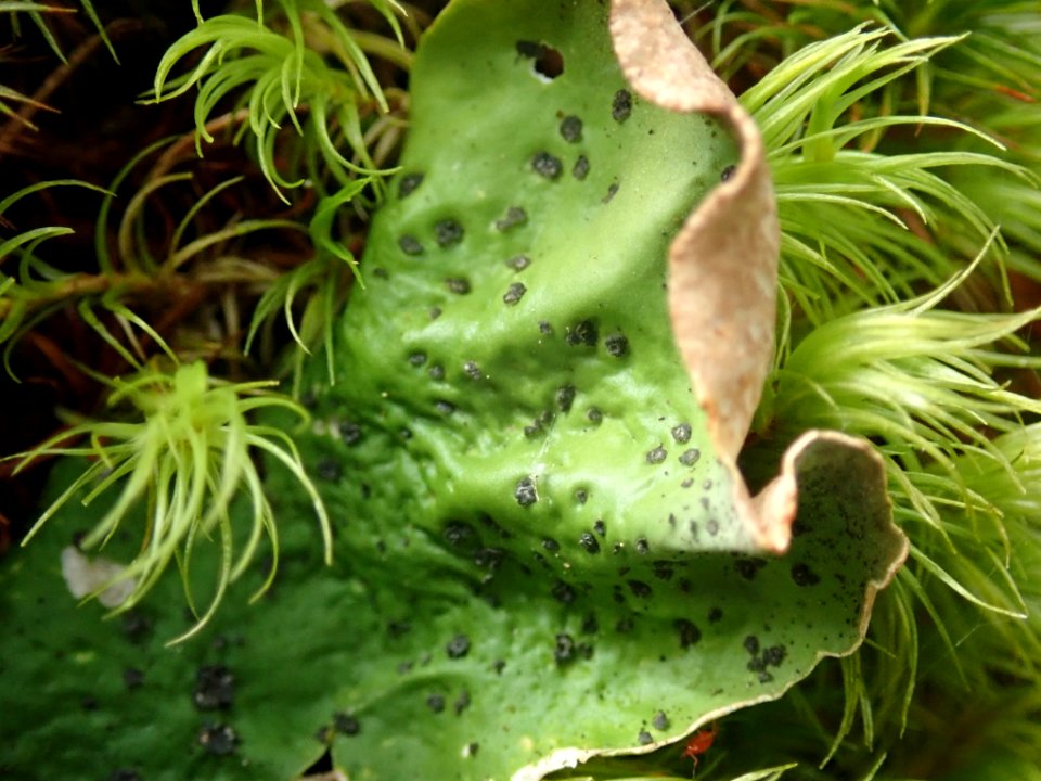 Peltigera britannica 80464063