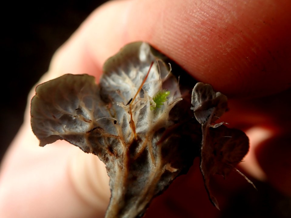 Peltigera neopolydactyla 60785801