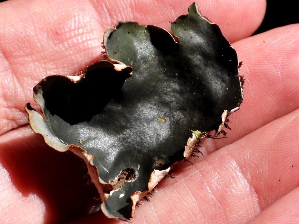 Peltigera neckeri 87781292