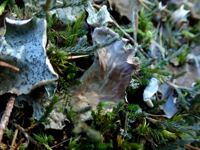 Peltigera britannica 63655356