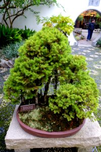 Penjing - Lan Su Chinese Garden - Portland, Oregon - DSC01398
