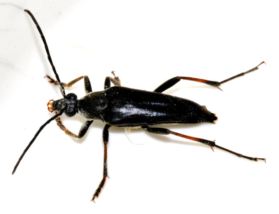 Pedostrangalia-pubescens-14-fws
