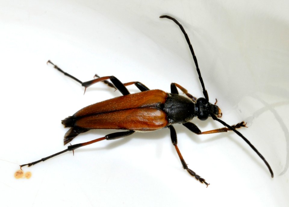Pedostrangalia-pubescens-09-fws