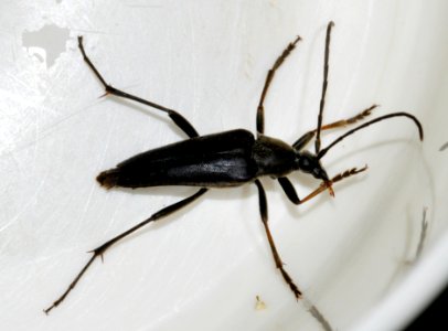 Pedostrangalia-pubescens-03-fws