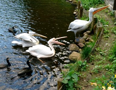 Pelikane bei der Fütterung