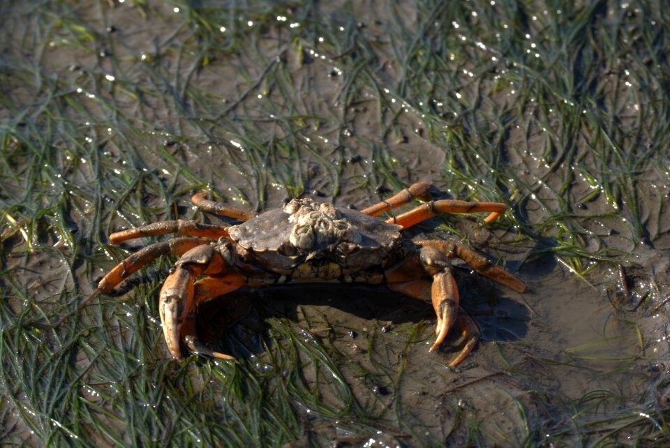 Watts north sea animal