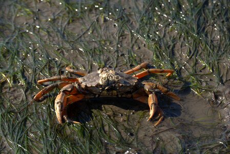 Watts north sea animal