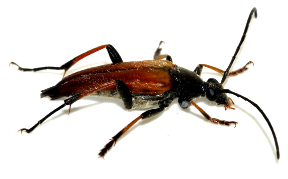 Pedostrangalia-pubescens-12-fws