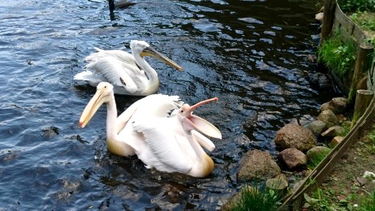 Pelikane bei einer Fütterung 4