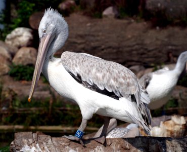 Pelikaan in Dierenpark Amersfoort, photo 2