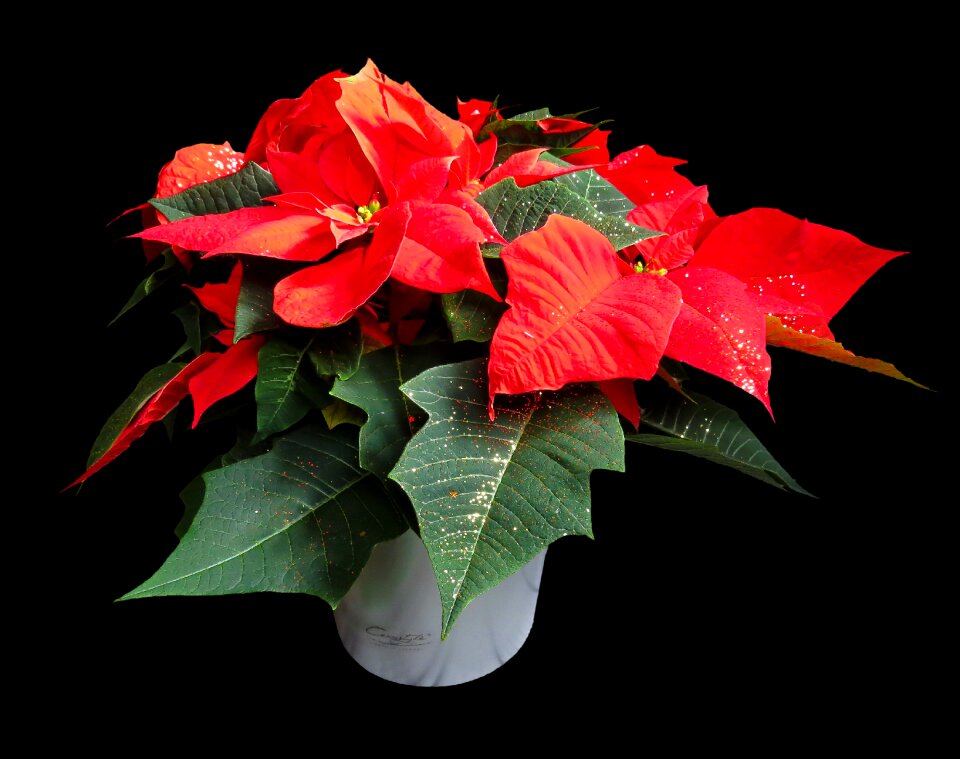 Blossom bloom christmas