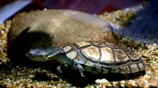 Pelomedusa subrufa Vivarium Tournai 27122015 2