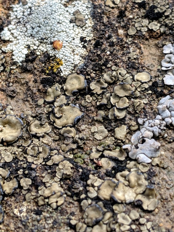 Peltula euploca 33172697