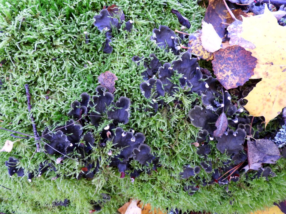 Peltigera canina 101745771