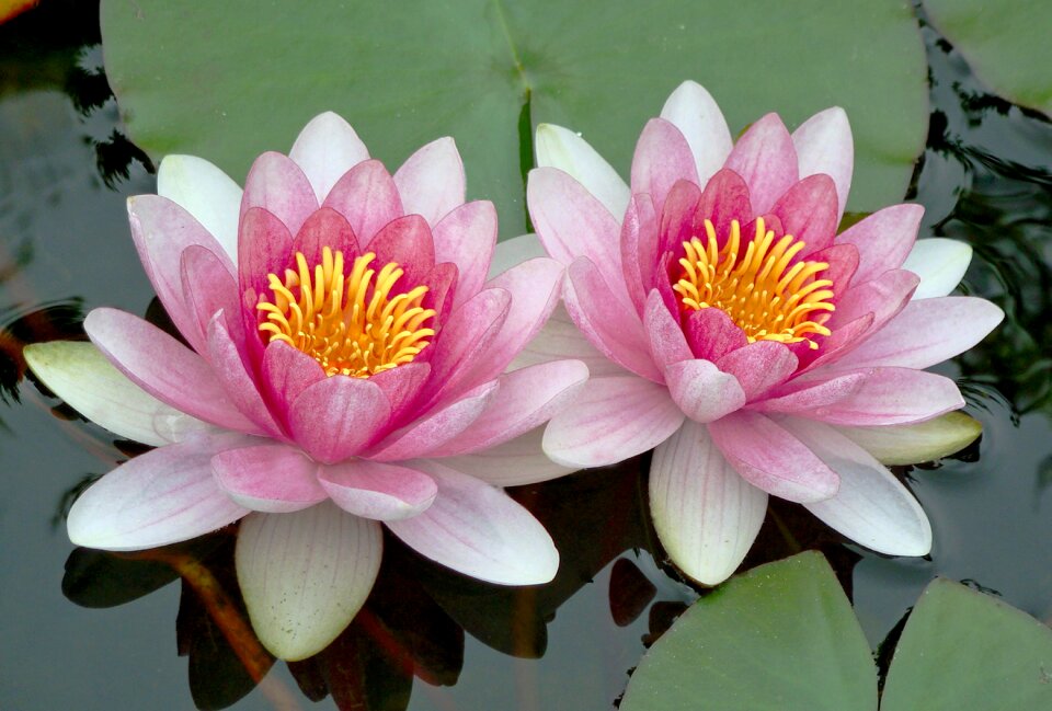 Waterlily natural water lily