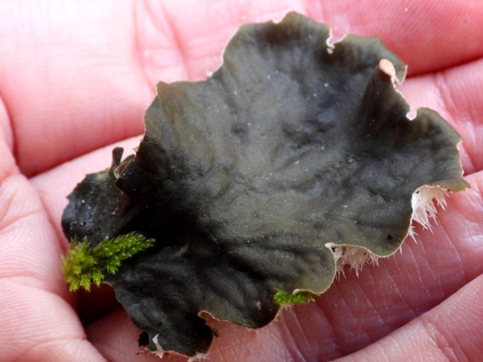Peltigera canina 101745795