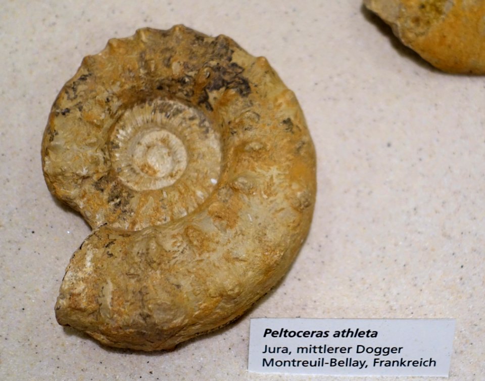 Peltoceras athleta - Naturhistorisches Museum, Braunschweig, Germany - DSC05252