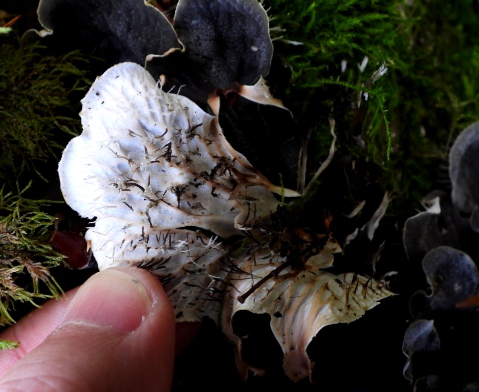 Peltigera praetextata 100395313