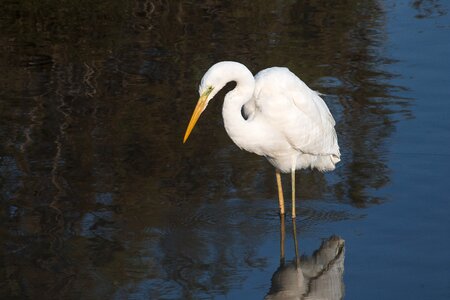 Wildlife birds egret