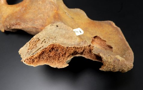 Pelvis - os illium - detail of bone tissue photo