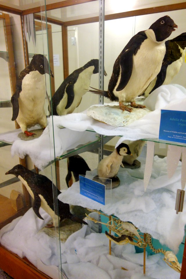 Penguins - Museum of Wildlife and Fish Biology - University of California, Davis - DSC03320