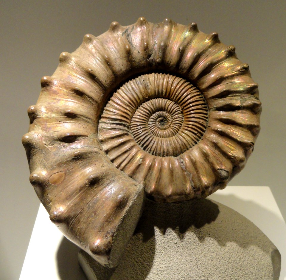 Peltoceras sp., Middle Jurassic, Volga River, Russia - Houston Museum of Natural Science - DSC01893