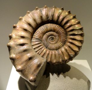 Peltoceras sp., Middle Jurassic, Volga River, Russia - Houston Museum of Natural Science - DSC01893 photo