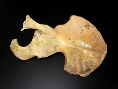 Pelvis - os ilium (posterior)