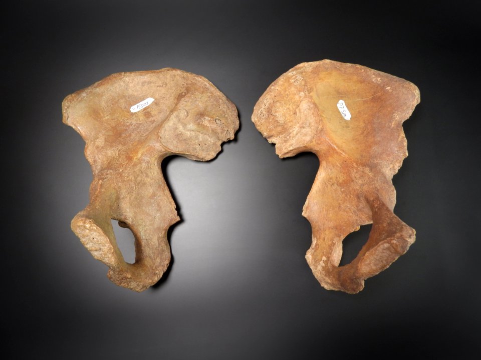 Pelvis - os coxae (dex, sin)