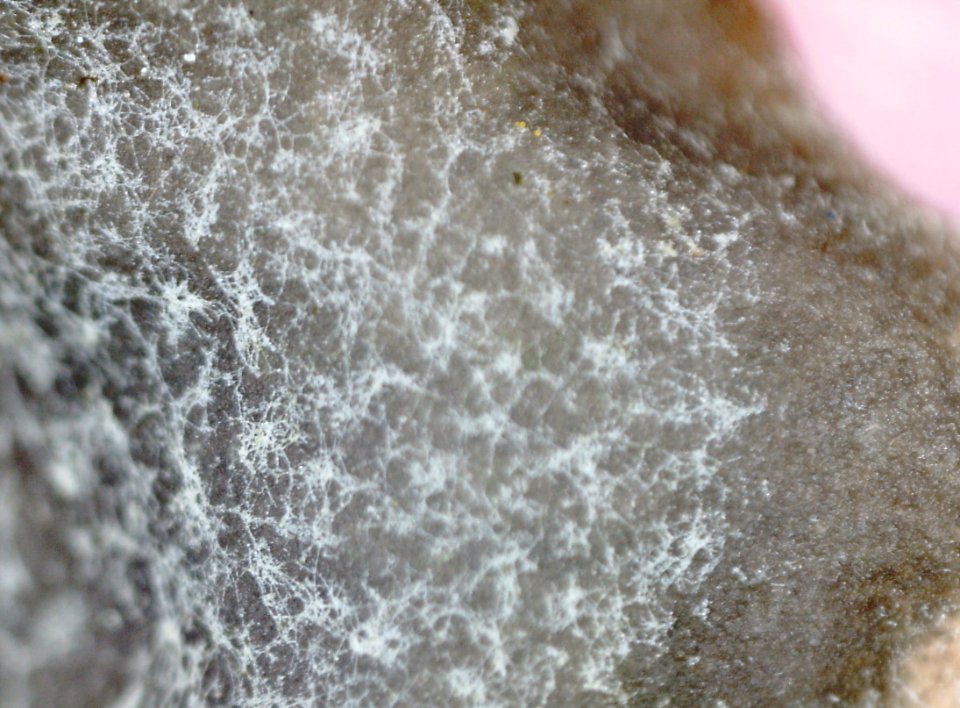 Peltigera praetextata 84662349
