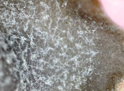 Peltigera praetextata 84662349