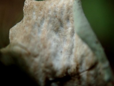 Peltigera britannica 73021709