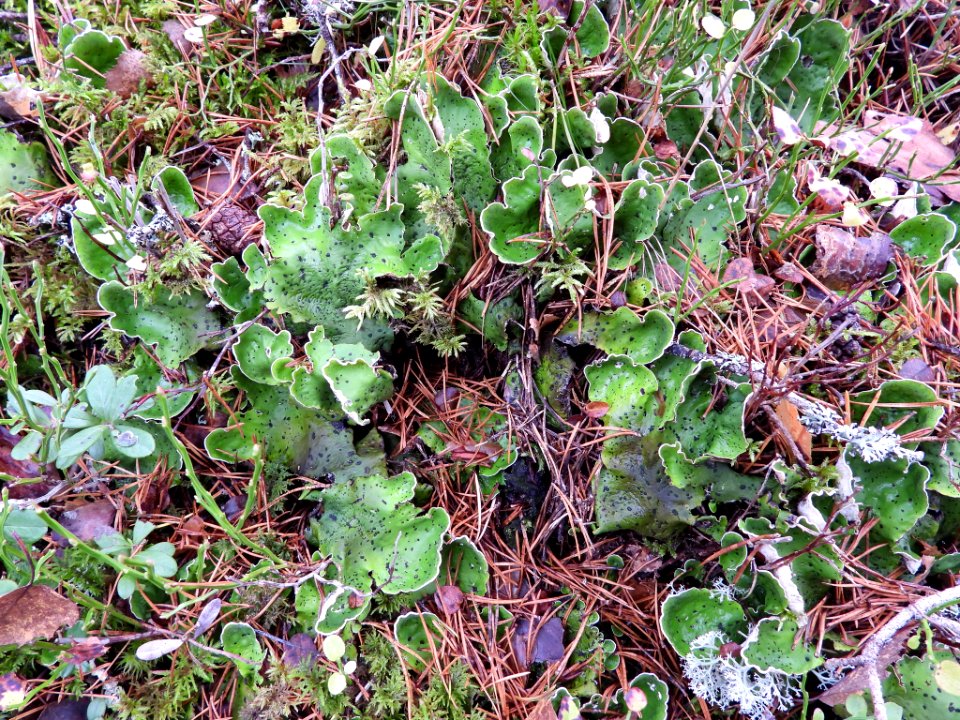 Peltigera aphthosa 101765371