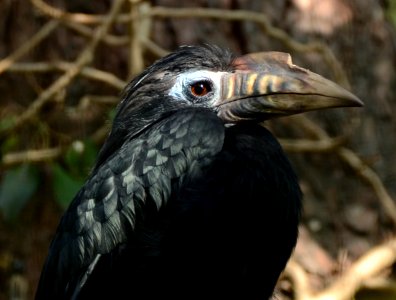 Penelopides panini Parc des Oiseaux 21 10 2015 1