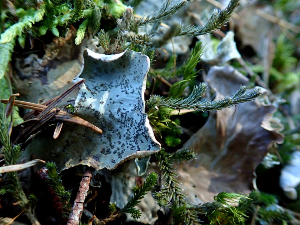Peltigera britannica 63655365