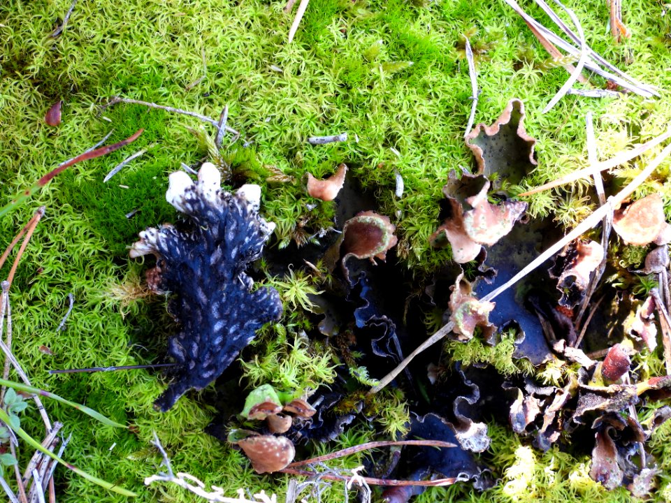 Peltigera leucophlebia 87815600