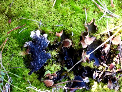 Peltigera leucophlebia 87815600 photo