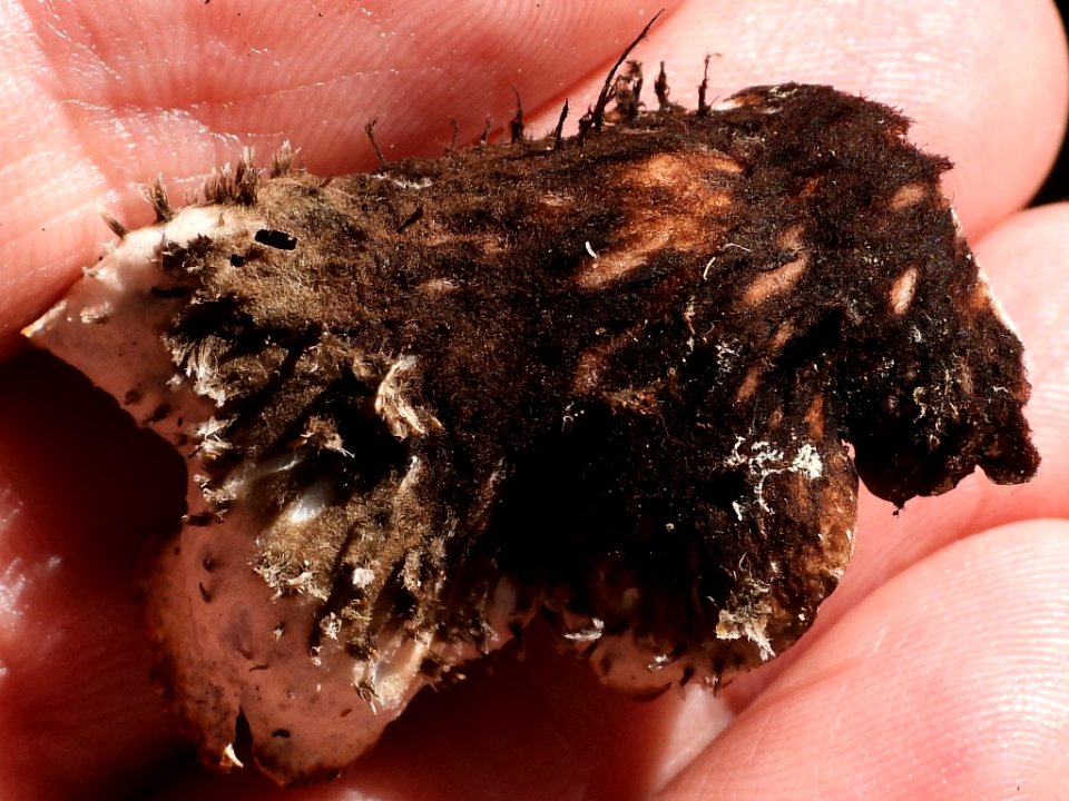 Peltigera neckeri 87781283