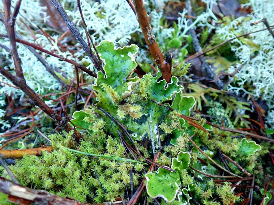 Peltigera britannica 59141132