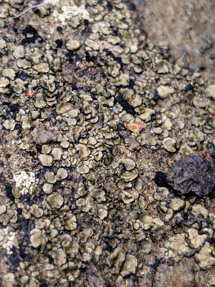 Peltula euploca 33172486