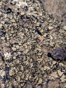 Peltula euploca 33172486