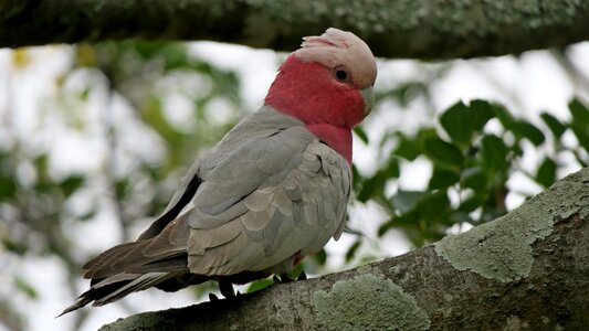 Bird galah australia