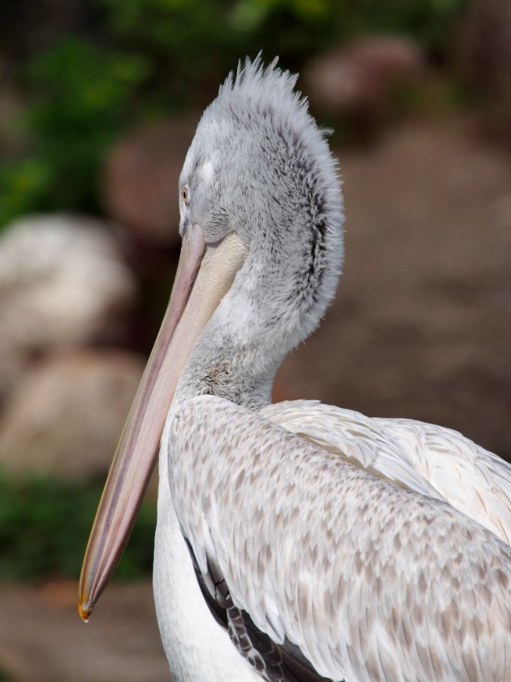 Pelikaan in Dierenpark Amersfoort, photo 3