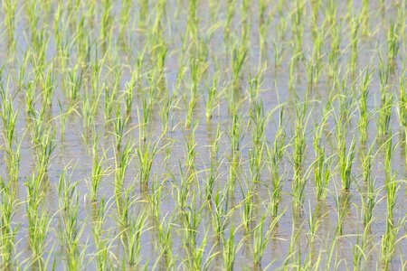 Yamada's rice fields japan ear of rice photo