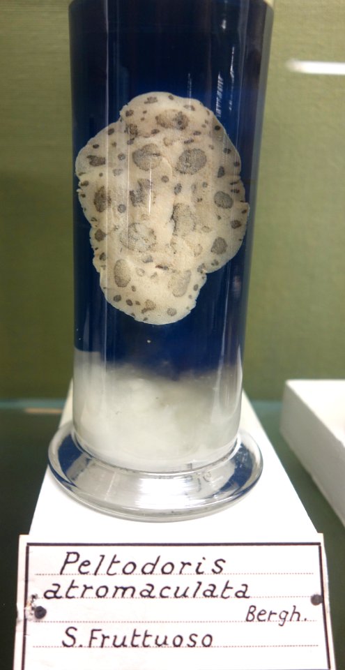 Peltodoris atromaculata - Museo Civico di Storia Naturale Giacomo Doria - Genoa, Italy - DSC03277