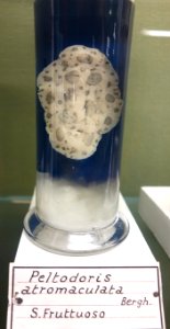Peltodoris atromaculata - Museo Civico di Storia Naturale Giacomo Doria - Genoa, Italy - DSC03277