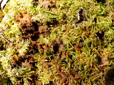 Peltigera praetextata 86579636