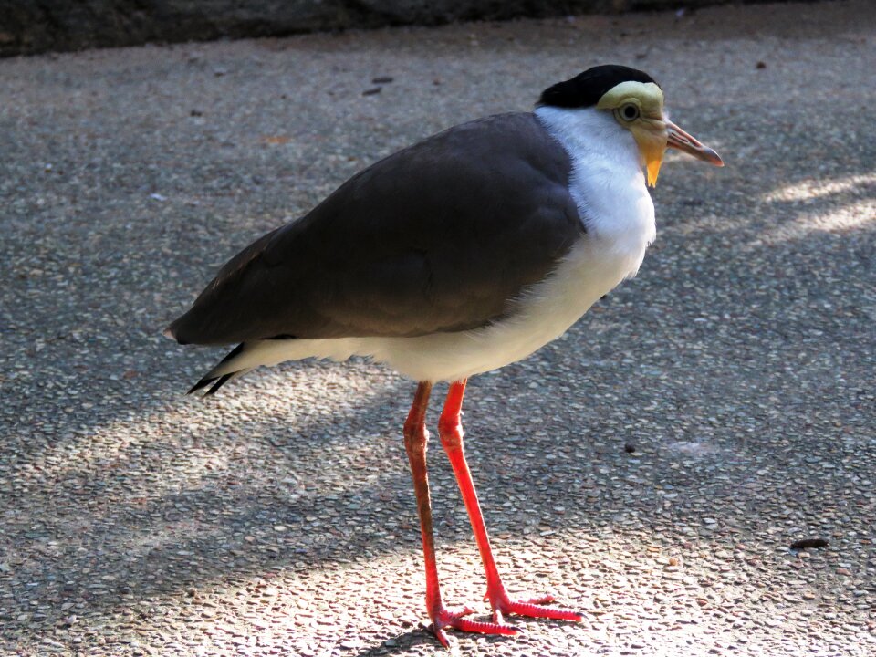Stand red leg crane bird