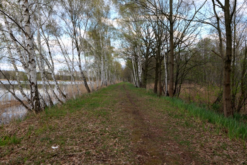 Peitzer Teichlandschaft mit Hammergraben 2021-04-24 30